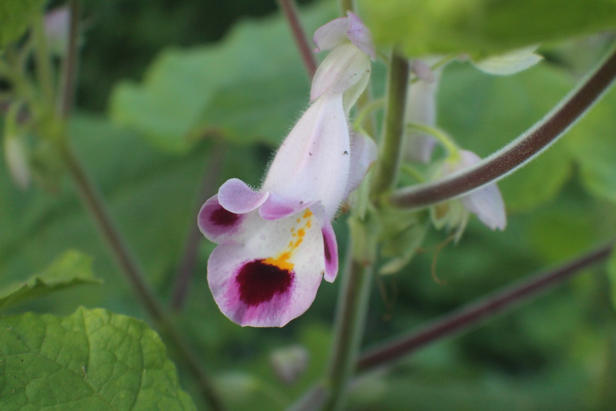 Martynia annua L.